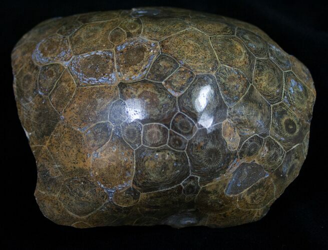 Polished Fossil Coral Head - Morocco #10391